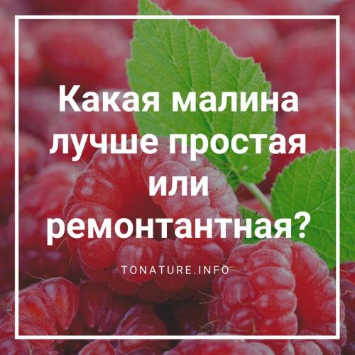 Что значит Ремонтантная малина. Ремонтантная малина: что это такое и как за ней ухаживать? 15 Что значит Ремонтантная малина. Ремонтантная малина: что это такое и как за ней ухаживать? 15