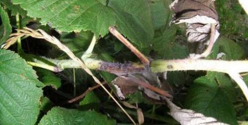 Утолщение на стебле малины, что это