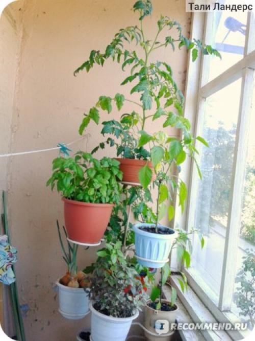 Томат Белый налив форум. Семена Томат Белый налив 241 «Ваше хозяйство» — отзыв