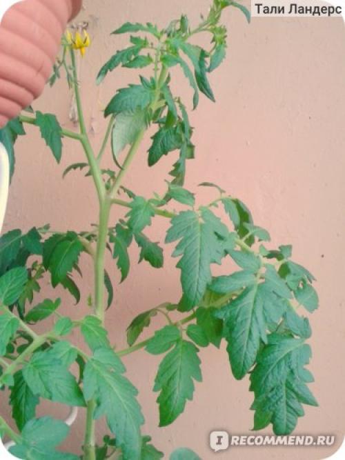 Томат Белый налив форум. Семена Томат Белый налив 241 «Ваше хозяйство» — отзыв