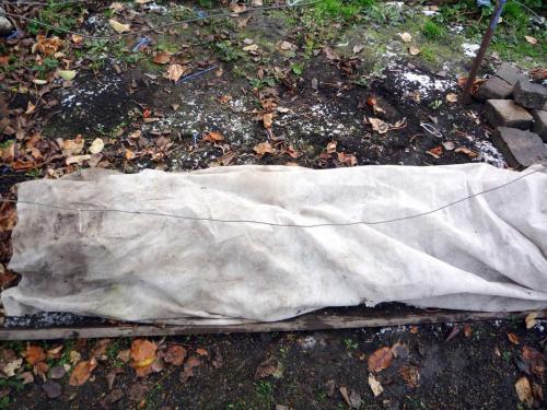 Как укрыть молодой виноград на зиму. Как укрывать виноград на зиму? 5 вариантов подготовки к зимовке.