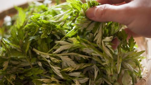 Как бороться с гусеницами на капусте народными средствами. Химия против гусениц 06 Как бороться с гусеницами на капусте народными средствами. Химия против гусениц 06