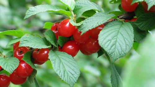 Войлочная вишня цветение. Особенности войлочной вишни