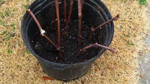 Как вырастить саженцы винограда. Как вырастить саженец винограда из чубука