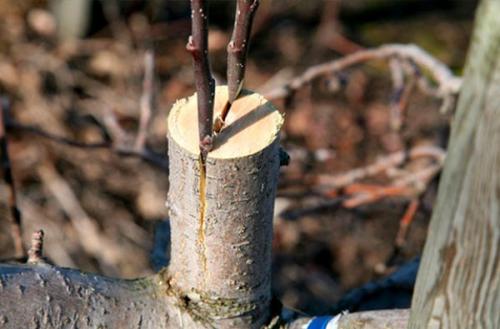 Прививка яблони секатором. Как выбрать время для прививки