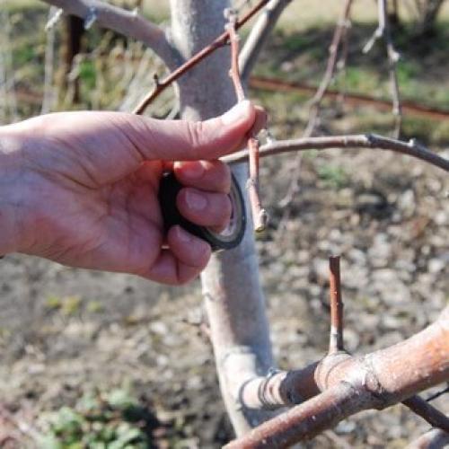Окулировка плодовых деревьев. Летняя окулировка плодовых деревьев своими руками