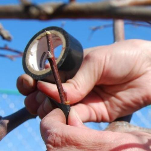 Окулировка плодовых деревьев. Летняя окулировка плодовых деревьев своими руками