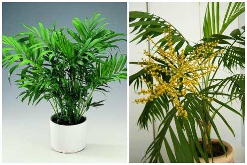 Теневыносливые комнатные растения. Пальмовые растения и теневыносливые крупномеры