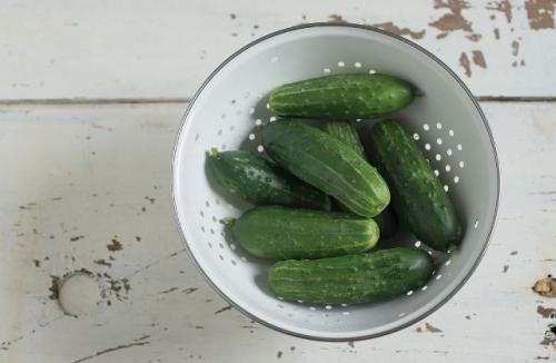 Лучшие сорта огурцов для открытого грунта в беларуси. Лучшие сорта огурцов для открытого грунта