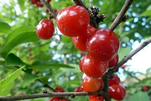 Войлочная вишня цветение. Особенности войлочной вишни