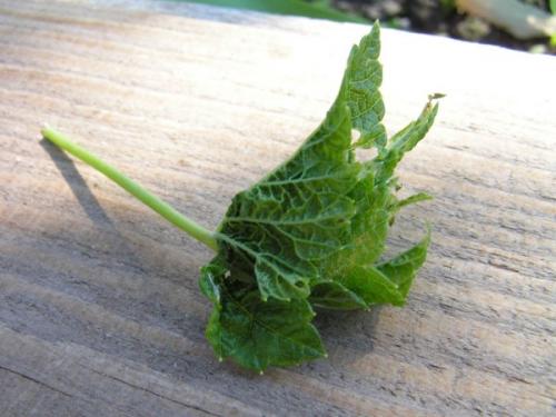 На смородине скручиваются листья меры борьбы. Скручиваются листья у смородины: почему, что делать, профилактика