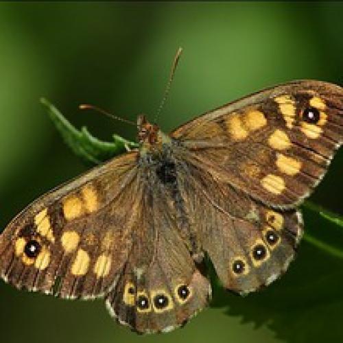 Стеклянница на яблоне. Изящная яблоневая стеклянница