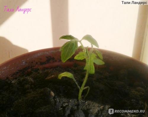 Томат Белый налив форум. Семена Томат Белый налив 241 «Ваше хозяйство» — отзыв