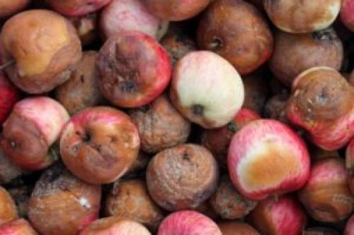 Гниль внутри яблока. Заболевания, являющиеся причиной, почему на яблоне гниют яблоки