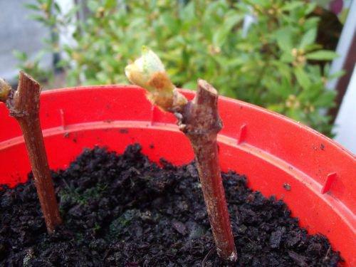 Как вырастить саженцы винограда. Как вырастить саженец винограда из чубука