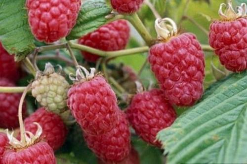 Картофельные очистки для малины. Картофельные очистки — уникальное удобрение для малины