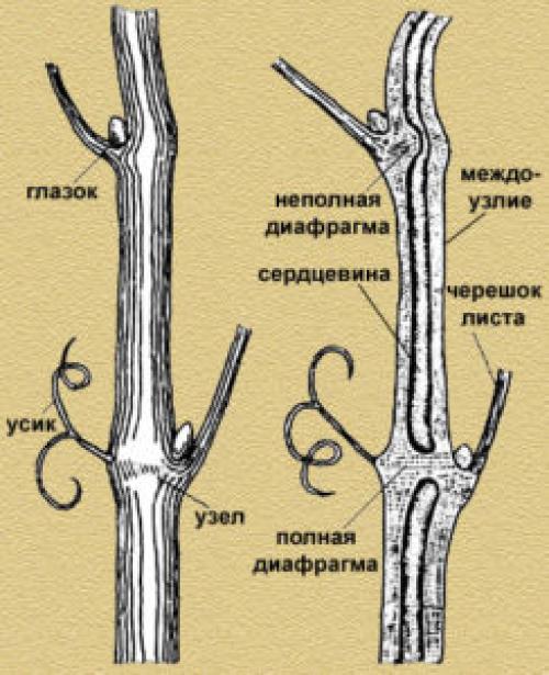 Черенки винограда сколько почек. Почки чубуки винограда. Строение черенка винограда. Строение почки винограда. Строение виноградной лозы.