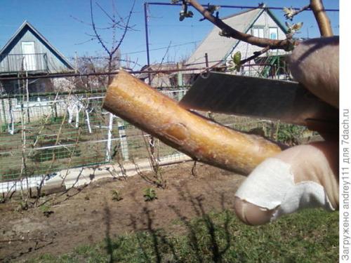 Прививка деревьев за кору. Прививка с седлом за кору