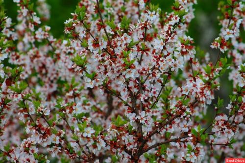 Войлочная вишня цветение. Как правильно сажать войлочную вишню.