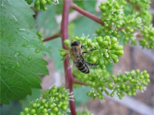 Как цветет виноград. Цветение винограда длится от 7 до 10 дней