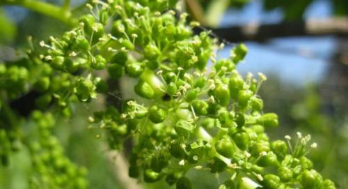 Как цветет виноград. Цветение винограда длится от 7 до 10 дней