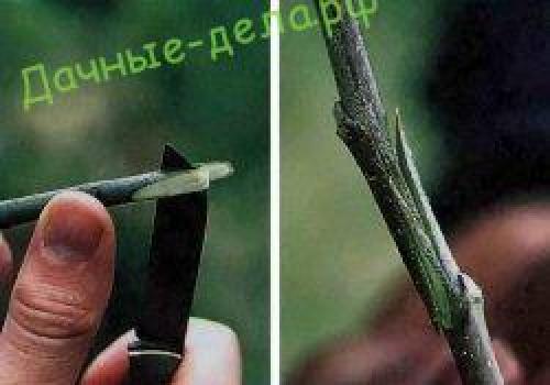 Прививка яблони в сентябре. Как выбрать время для прививки 05