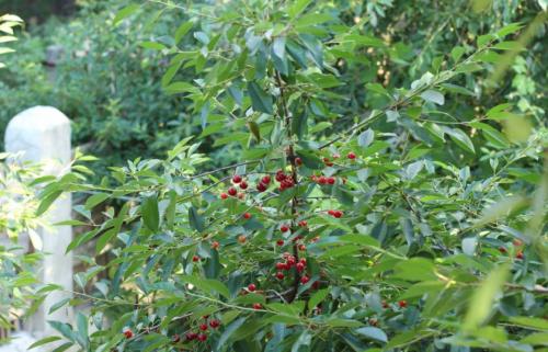 Размножение вишни зелеными черенками