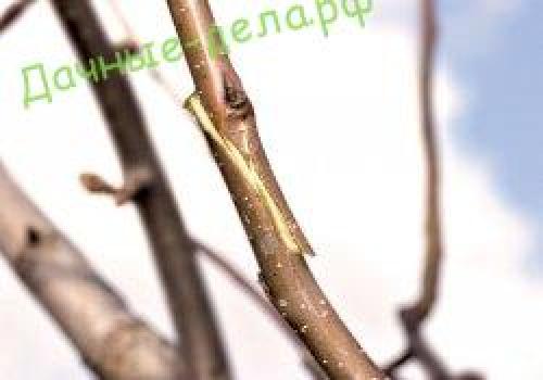 Прививка яблони в сентябре. Как выбрать время для прививки 04