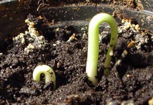 Размножение вишни косточками. Размножение косточками (семенами)