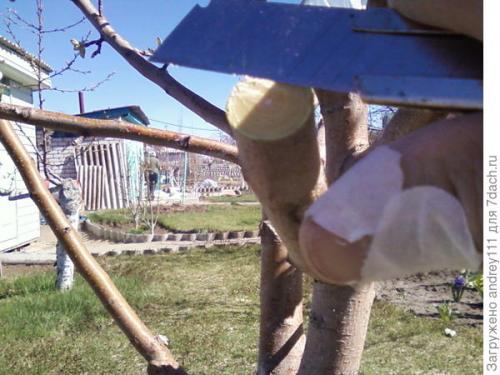 Прививка деревьев за кору. Прививка с седлом за кору