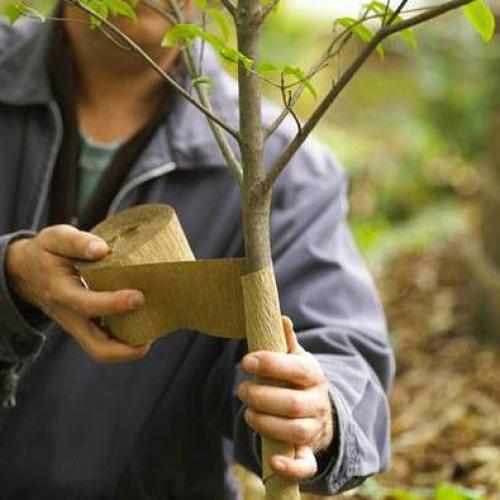 Прививка фруктовых деревьев в расщеп. Прививка в расщеп плодовых деревьев