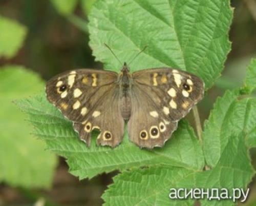 Стеклянница на яблоне. Изящная яблоневая стеклянница