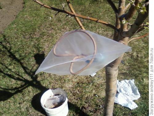 Прививка деревьев за кору. Прививка с седлом за кору