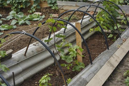 Виноград не цветет. Основные причины отсутствия ягод