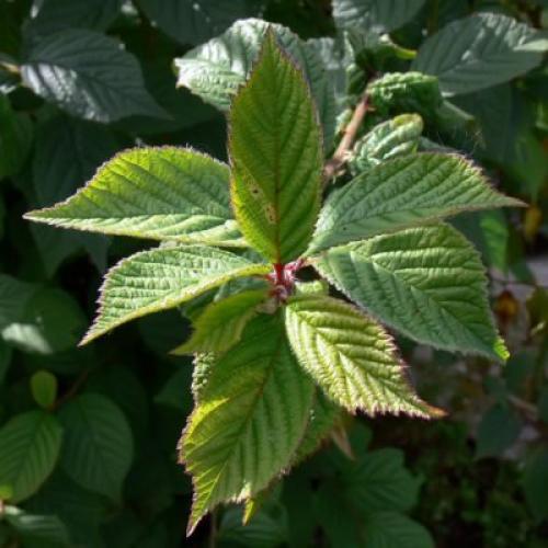 Самоплодные сорта войлочной вишни. Войлочная вишня на видео