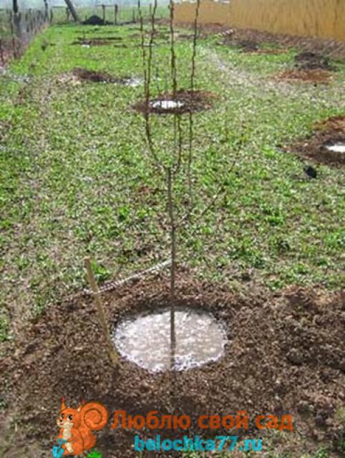 Посадка яблони осенью с открытой корневой системой. Выбор места и подготовка посадочной ямы