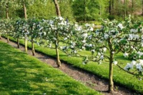 Как сформировать молодую яблоню. Формирование кроны яблони