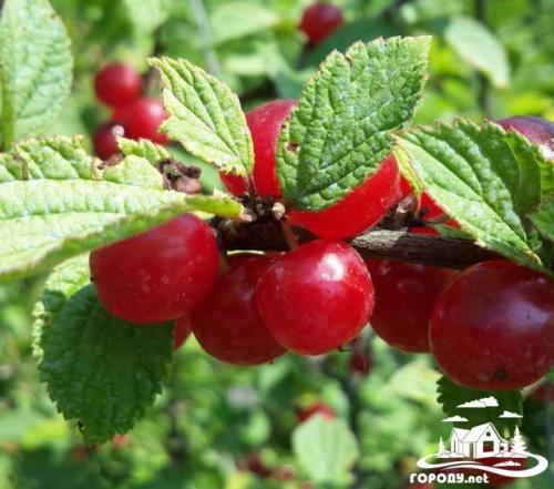 Вишня войлочная красавица. Красавица - войлочная вишня.