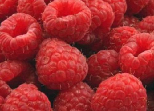 Малина из семян выращивание. Выращивание малиновой рассады 14 Малина из семян выращивание. Выращивание малиновой рассады 14