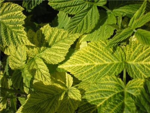 Садовый мир малина ремонтантная. Внесение удобрений весной