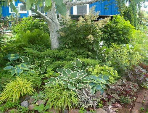Тенелюбивые растения для огорода. Что посадить в тенистом месте или, какие растения относятся к теневыносливым