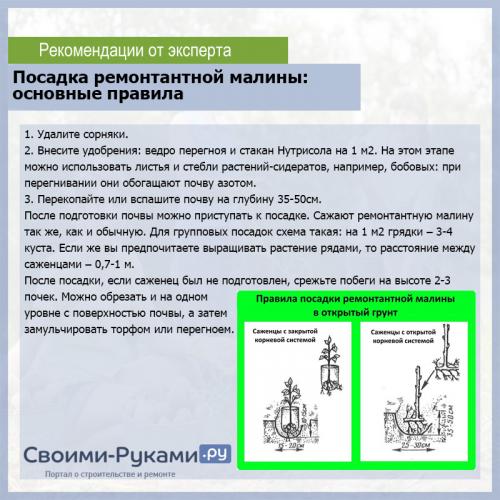 Как посадить ремонтантную малину осенью. Технология посадки ремонтантной малины осенью 07 Как посадить ремонтантную малину осенью. Технология посадки ремонтантной малины осенью 07