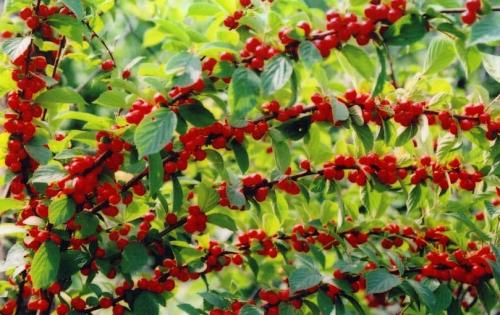 Войлочная вишня цветение. Особенности войлочной вишни