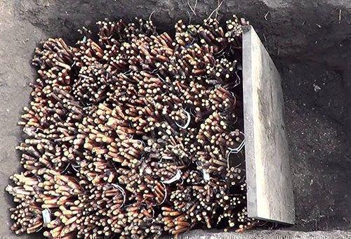 Как вырастить саженцы винограда. Как вырастить саженец винограда из чубука