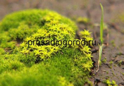 Почему растет мох на участке. Борьба со мхом на приусадебном участке 04 Почему растет мох на участке. Борьба со мхом на приусадебном участке 04