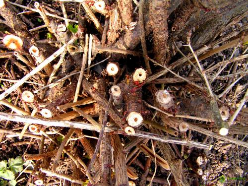 Стеклянница на смородине, как бороться. Спасаем смородину от стеклянницы. Комплекс эффективных мер