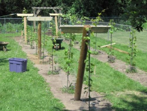 Шпалера для малины из пластиковых труб. 5 типов шпалер