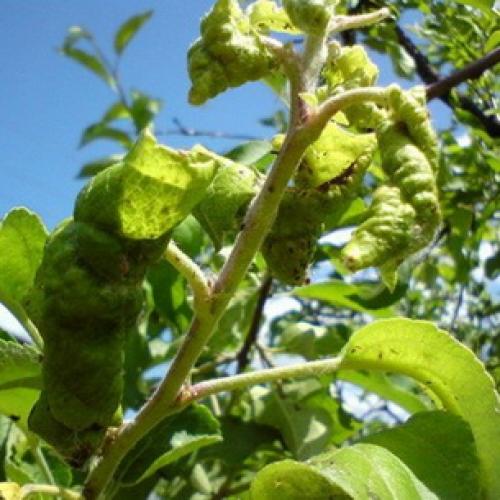 Колоновидные яблони когда сажать. Правила покупки саженцев 02