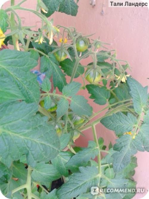 Томат Белый налив форум. Семена Томат Белый налив 241 «Ваше хозяйство» — отзыв