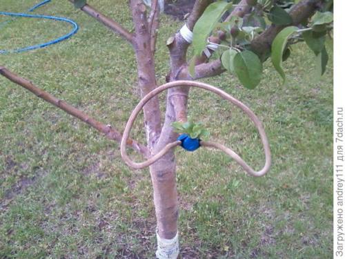 Прививка деревьев за кору. Прививка с седлом за кору